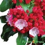 Кальмия Фейерверк