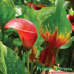 Калла Красный Свет