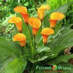 Калла Пэшн Фрут