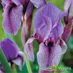 Ирис Дарданус