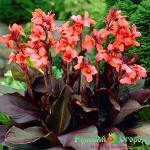 Канна Анжелика