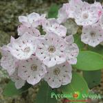 Кальмия Сноудрифт