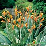 Канна Штутгарт