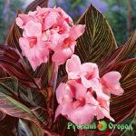 Канна Пинк Санберст