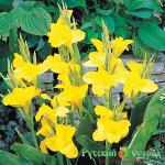 Канна Ричард Уоллес