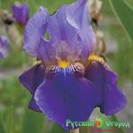 Ирис Лент А Уильямсон