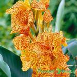 Канна Пикассо