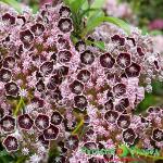 Кальмия Темная Ночь