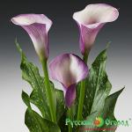 Калла Лавандина