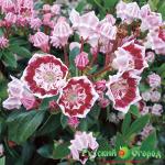 Кальмия Менуэт