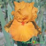 Ирис Оранжевый Сюрприз