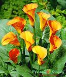 Калла Манго