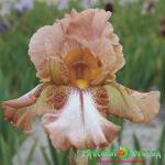 Ирис Уайлд Джинджер