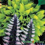 Кочедыжник Урсулас Ред