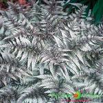 Кочедыжник ниппонский Пиктум