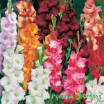 Коллекция Бархатная Классика