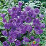 Колокольчик Бернис