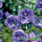 Колокольчик персиколистный Ла Бель