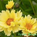 Кореопсис Солар Дэнс