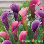 Калла Пурпурная Сенсация