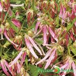 Колокольчик Розовый Осьминог