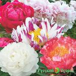 Коллекция Пионов Благоденствие