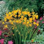 Крокосмия Джордж Девидсон