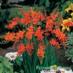 Крокосмия Масонорум