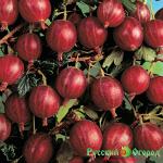 Крыжовник Редбол