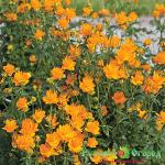 Купальница Золотая Королева