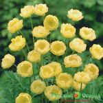 Купальница Чеддер