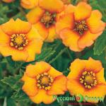 Лапчатка Блейзэвей