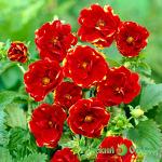 Лапчатка Эмили