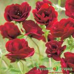 Лапчатка Фламбойянд