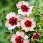 Лапчатка Свет Моего Костра