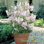 Лаватера Бейби