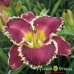 Лилейник Биттилин