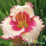 Лилейник Эйджлес Бьюти