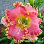 Лилейник Дивас Чойс