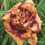 Лилейник Эксплоудид Пампкин