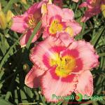 Лилейник Дресс Пинк