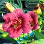 Лилейник Литл Ред Барон