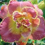 Лилейник Открой Все Звезды