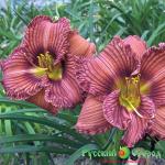 Лилейник Негде Спрятаться