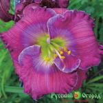 Лилейник Лавендер Блу Бейби