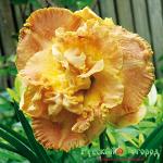 Лилейник Нейчерс Краун