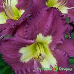 Лилейник Сайлент Сентри