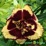 Лилейник Тайгер Блад