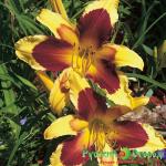 Лилейник Индийское Небо