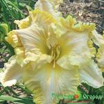 Лилейник Счастливый Везунчик